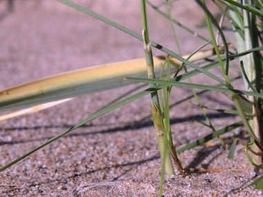 Test image